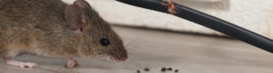 Mice Treatment Tulsa Platinum Pest Hero